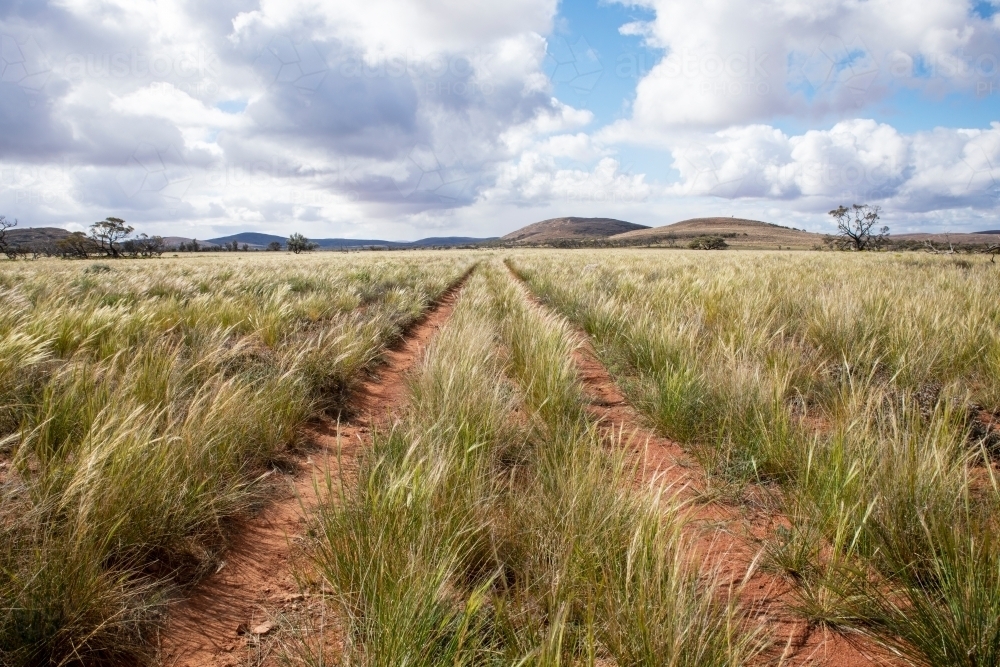 native grasses in an outback landscape - Australian Stock Image