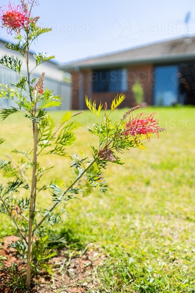 Native grevillea tree in suburban backyard - Australian Stock Image