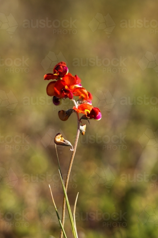 Native orange pea flower - Australian Stock Image