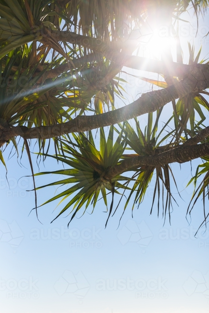 Native pandanus tree at noosa beach - Australian Stock Image