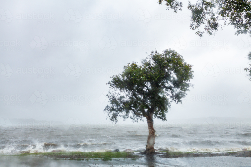 Native paperbark tree on shore of bay with wind whipping up waves during rain storm - Australian Stock Image