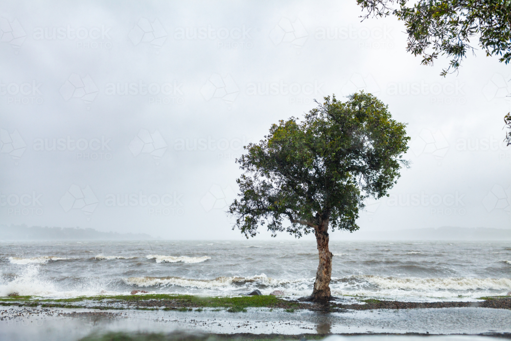 Native paperbark tree on shore of bay with wind whipping up waves during rain storm - Australian Stock Image