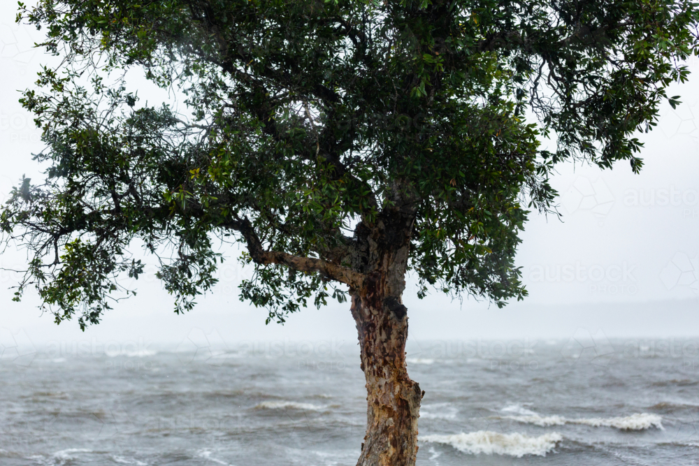 Native paperbark tree on shore of bay with wind whipping up waves during rainstorm - Australian Stock Image