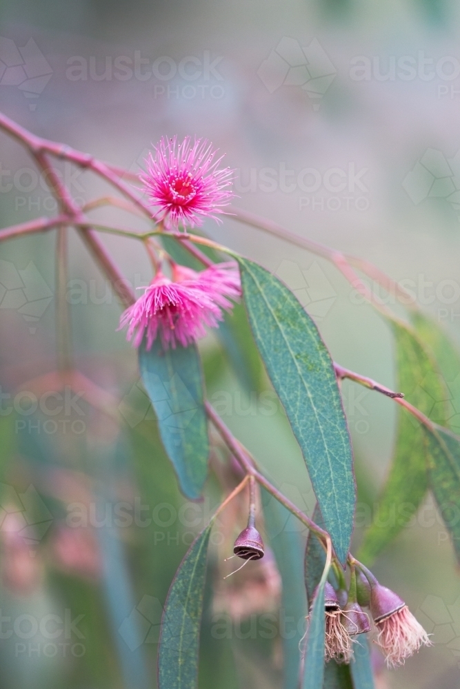 Image of native pink gum flower and leaves - Austockphoto