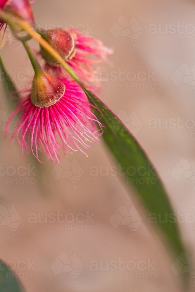 Image of native pink gum flower and leaves - Austockphoto