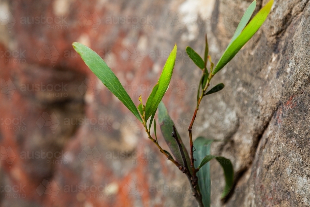 Native plant growing in a crack in the rock - Australian Stock Image