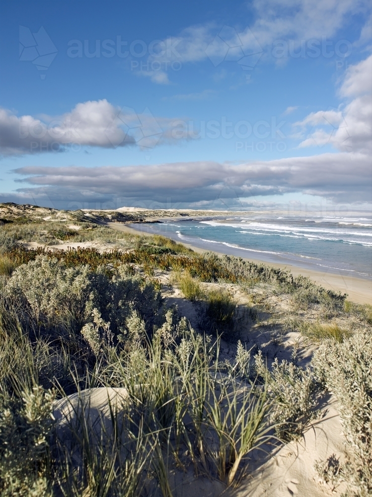 Native plants and grasses growing in sand dunes at remote beach - Australian Stock Image