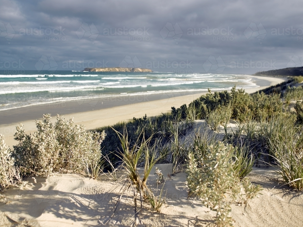 Native plants and grasses growing in sand dunes at remote beach - Australian Stock Image