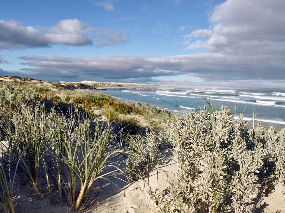 Native plants and grasses growing in sand dunes at remote beach - Australian Stock Image