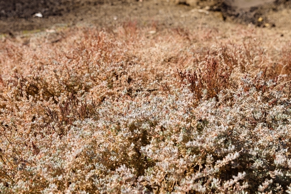 Native plants - Australian Stock Image