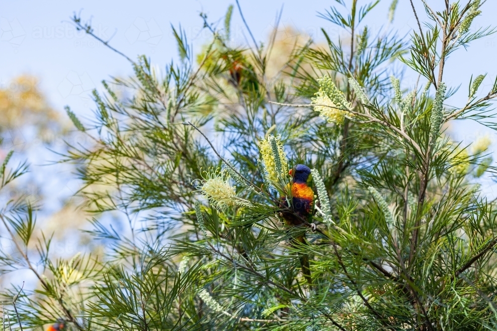 Native rainbow lorikeet bird in grevillea bush nibbling flowers - Australian Stock Image