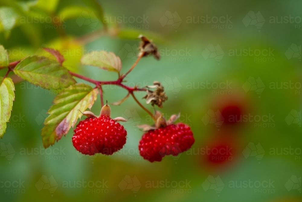 Native raspberry plant and fruit. - Australian Stock Image