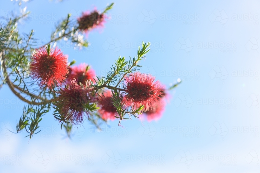 Native red bottlebrush flowers against blue sky background. - Australian Stock Image