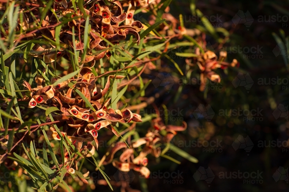 Native shrub (Acacia Cyclops) with seed pods - Australian Stock Image