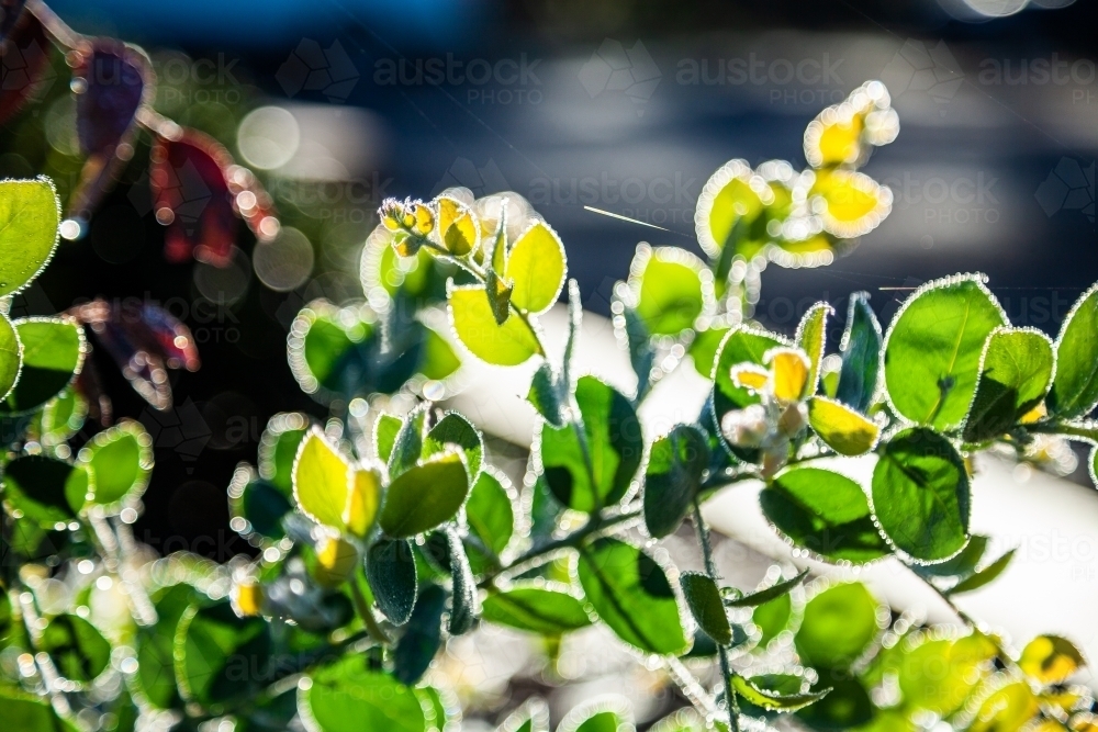 Native wattle tree leaves spangled with dew - Australian Stock Image