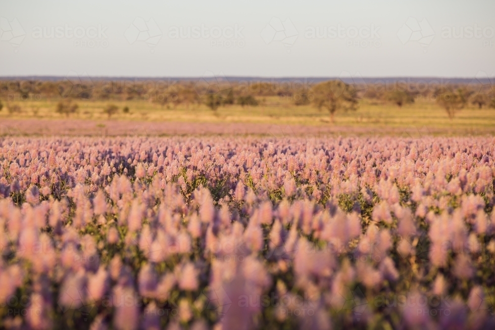 Native wildflowers in a paddock - Australian Stock Image