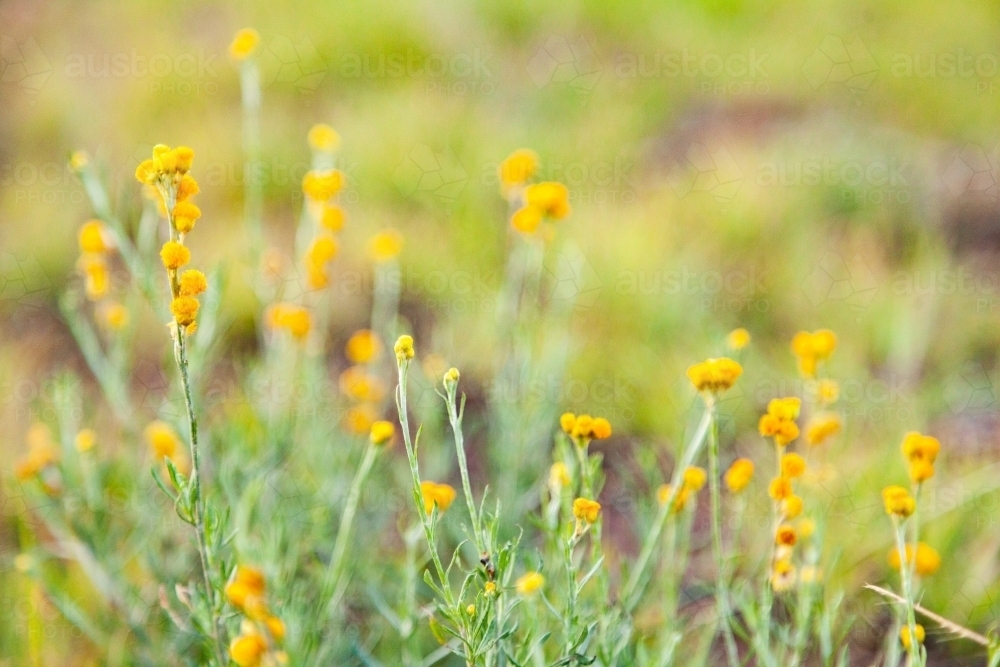 Native yellow flowers in grass - Australian Stock Image