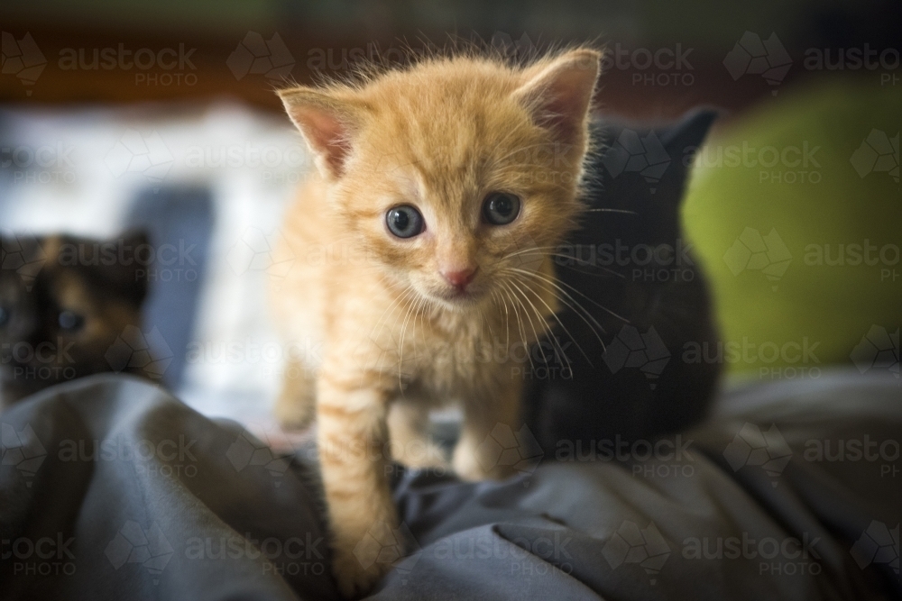 New born ginger approaching camera - Australian Stock Image