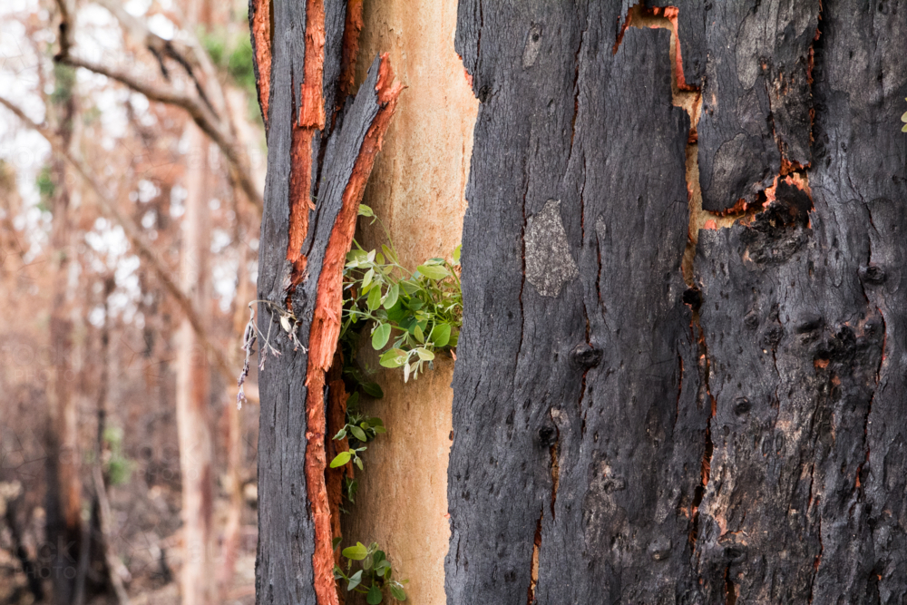 New growth after bushfire - Australian Stock Image