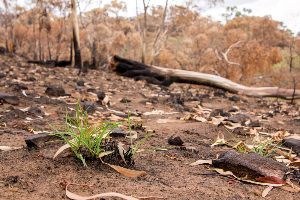 New growth after the bushfire - Australian Stock Image