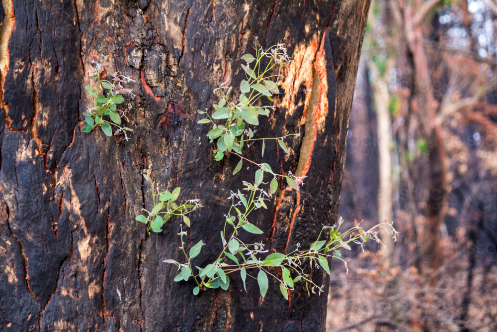 New growth after the bushfire - Australian Stock Image