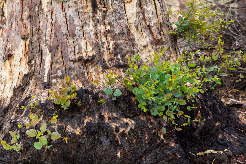 New growth after the bushfire - Australian Stock Image