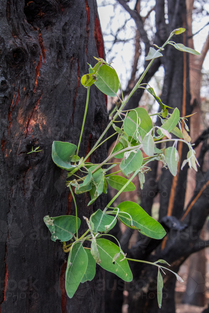 New growth after the bushfire - Australian Stock Image