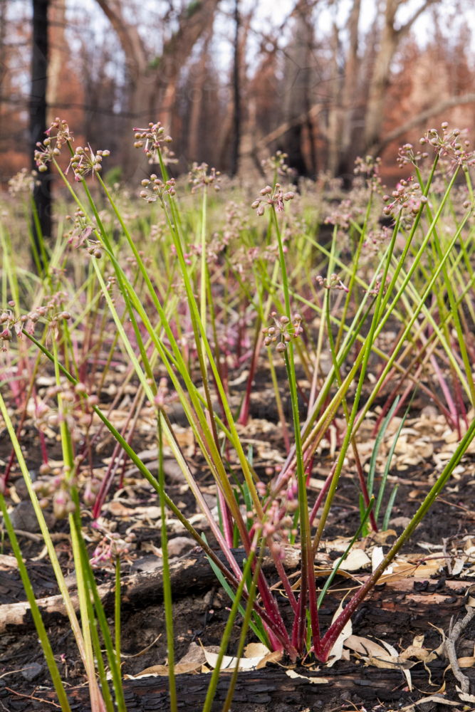 New growth after the bushfire - Australian Stock Image