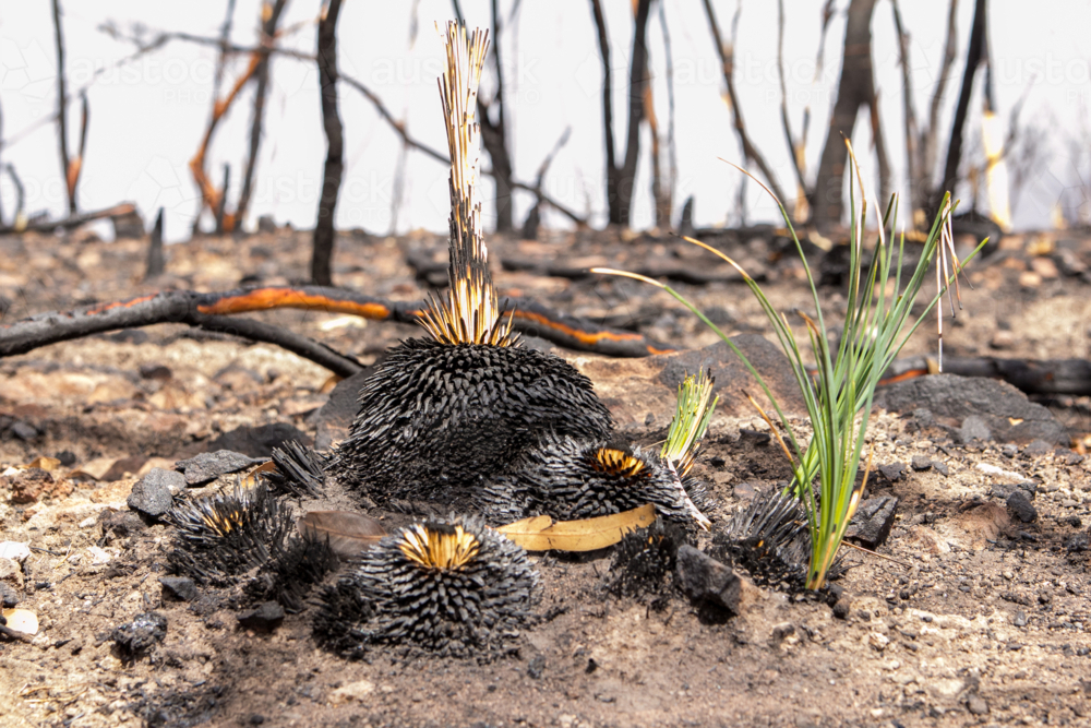 New growth after the bushfire - Australian Stock Image