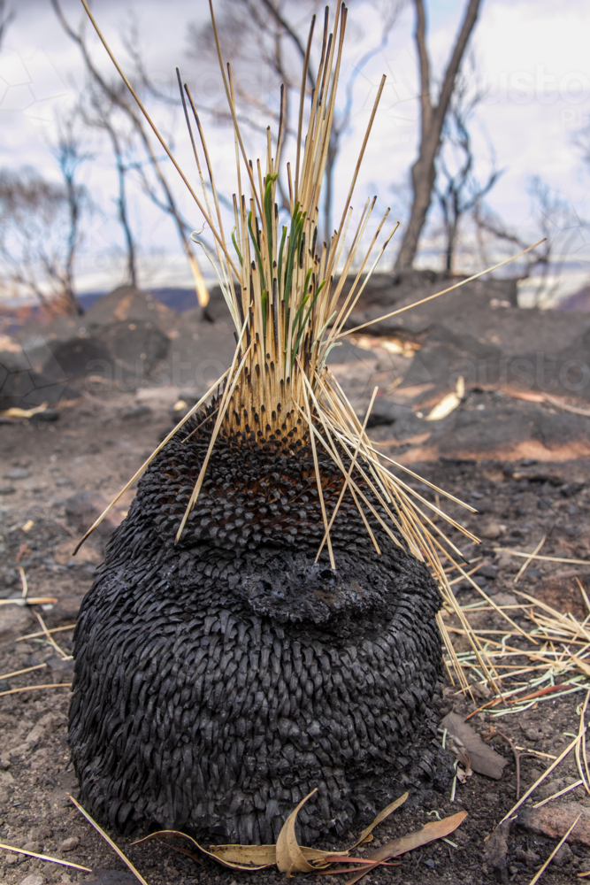 New growth after the bushfire - Australian Stock Image