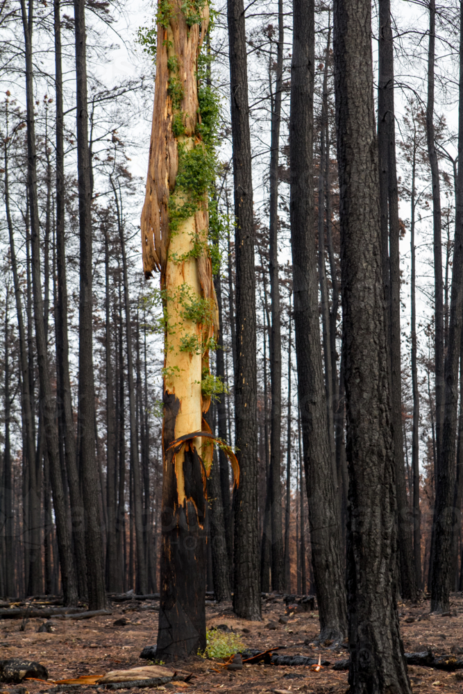 New growth after the bushfire on tall tree trunk - Australian Stock Image