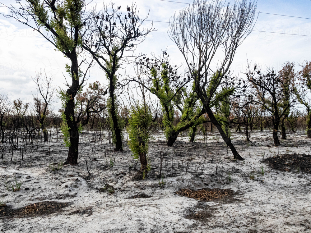 New growth on blackened branches and trees with ash on the ground after bushfire - Australian Stock Image
