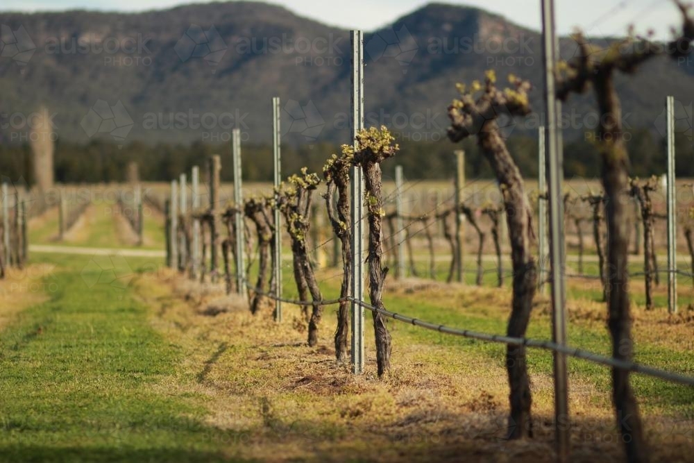 New growth on grape vines - Australian Stock Image