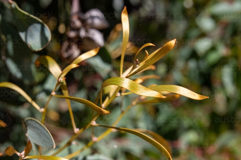 New growth on hakea shrub - Australian Stock Image