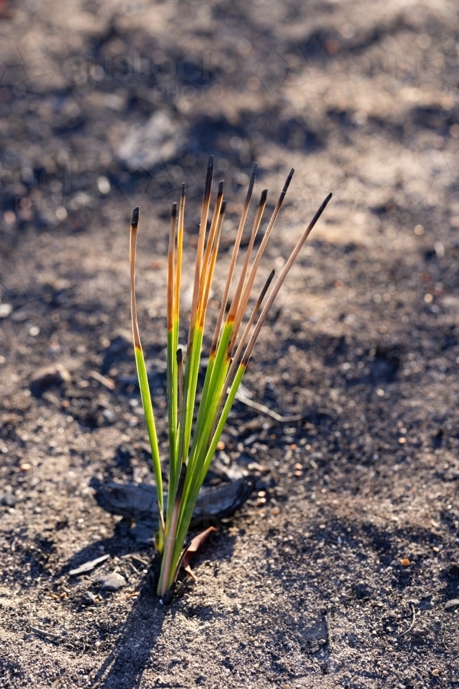 new growth on plant that was affected by fire - Australian Stock Image