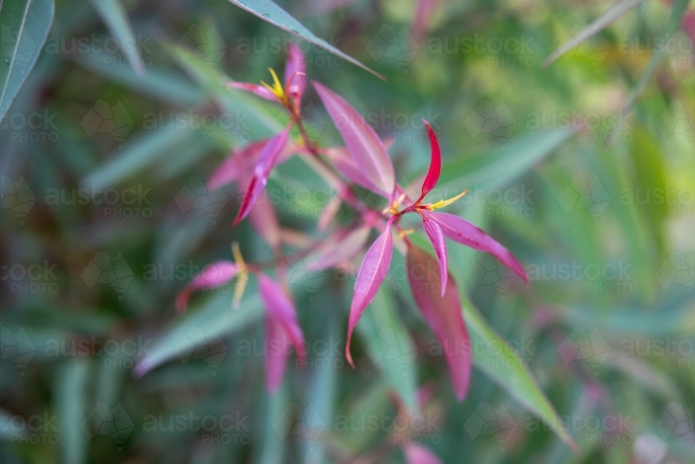 New growth on smooth-barked apple tree - Australian Stock Image