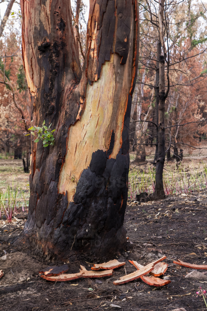 New growth on tree trunk after the bushfire - Australian Stock Image