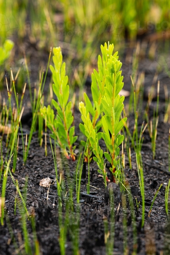 New Growth Post Fire - Australian Stock Image