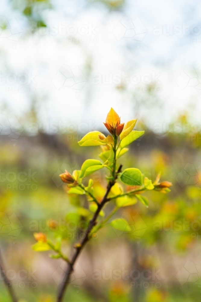 New leaves budding on deciduous tree in spring - Australian Stock Image