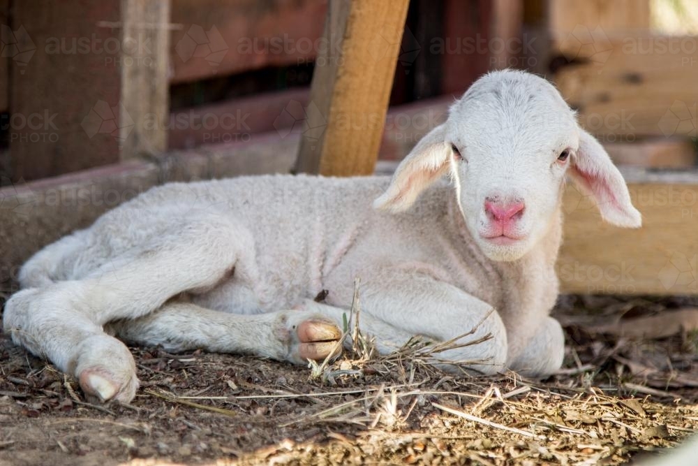 Newborn lamb lying on the ground in the shade - Australian Stock Image