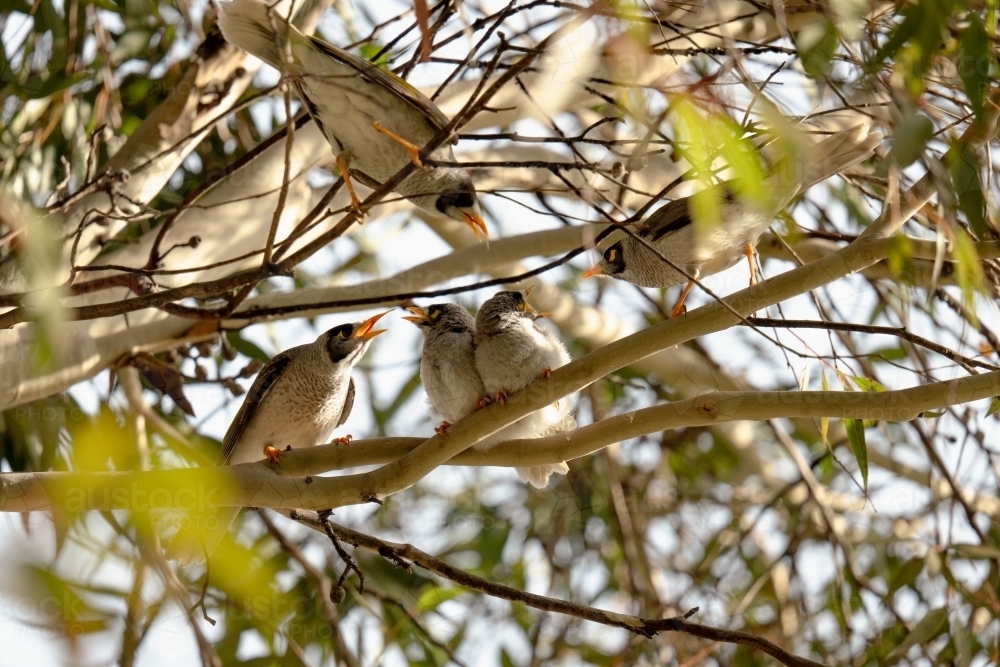 Noisy Miner bird family with parent and juvenile birds - Australian Stock Image