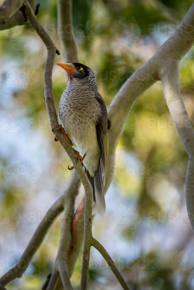 Noisy Miner bird in a Eucalyptus tree - Australian Stock Image