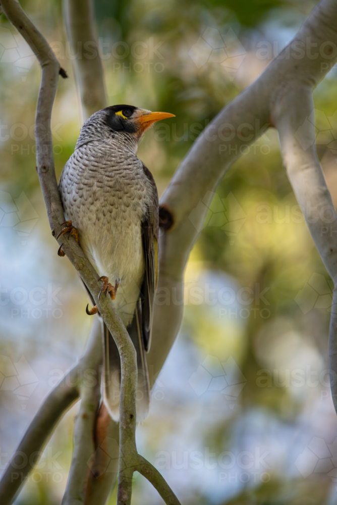 Noisy Miner perched in a Eucalyptus tree in vertical format - Australian Stock Image