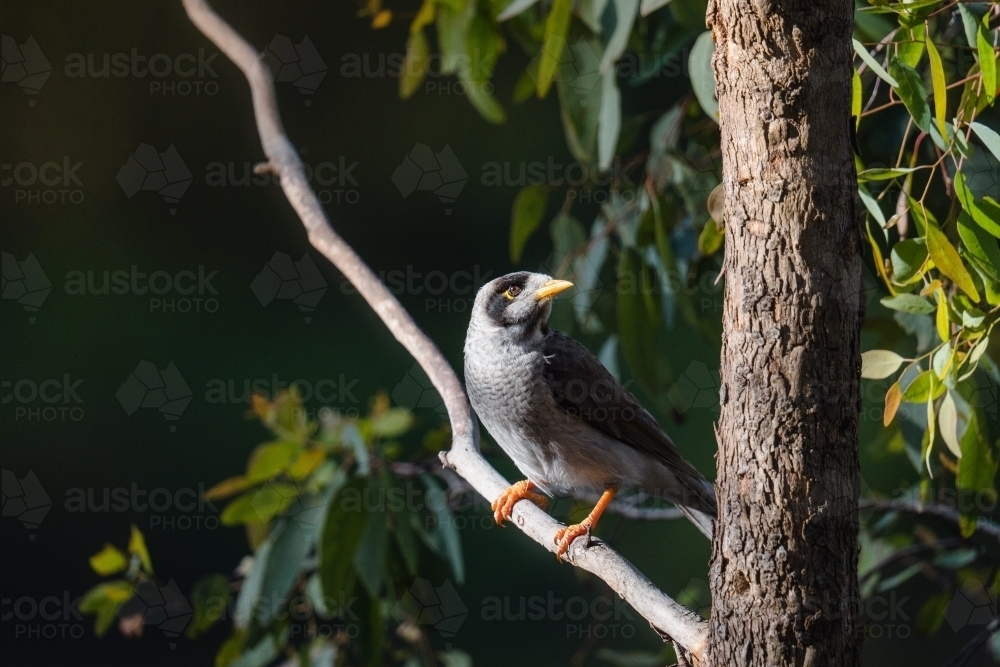 Noisy miner perched in tree - Australian Stock Image