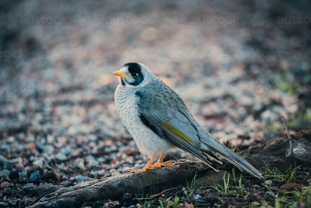 Noisy Miner sitting on ground - Australian Stock Image