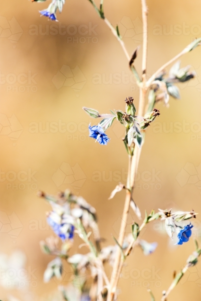 Northern blue bell flowers against blurred background - Australian Stock Image