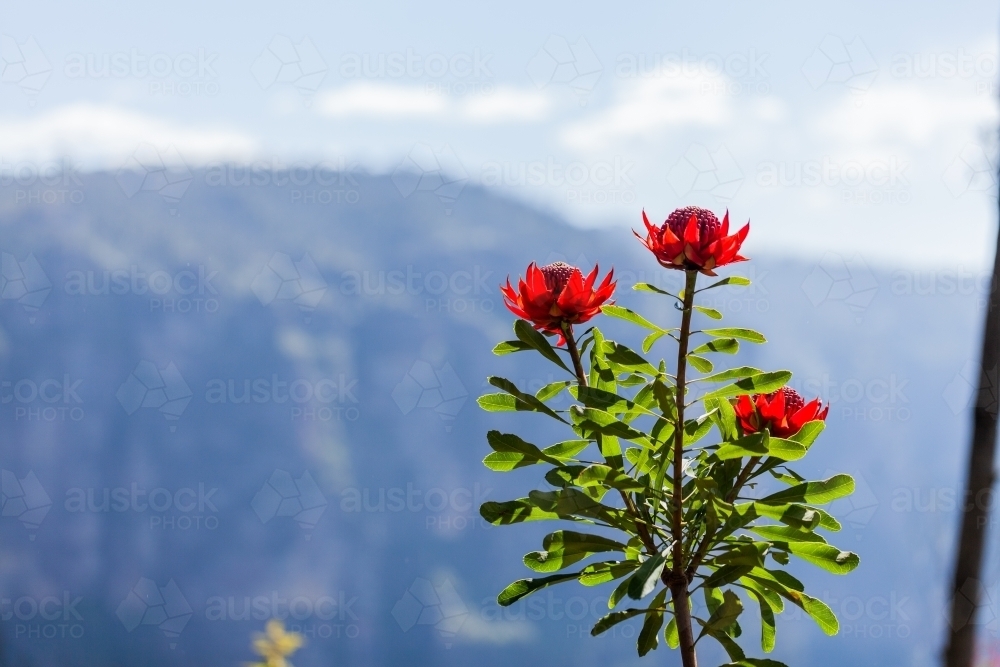 NSW waratah - Telopea speciosissima bright red flowers against mountains - Australian Stock Image