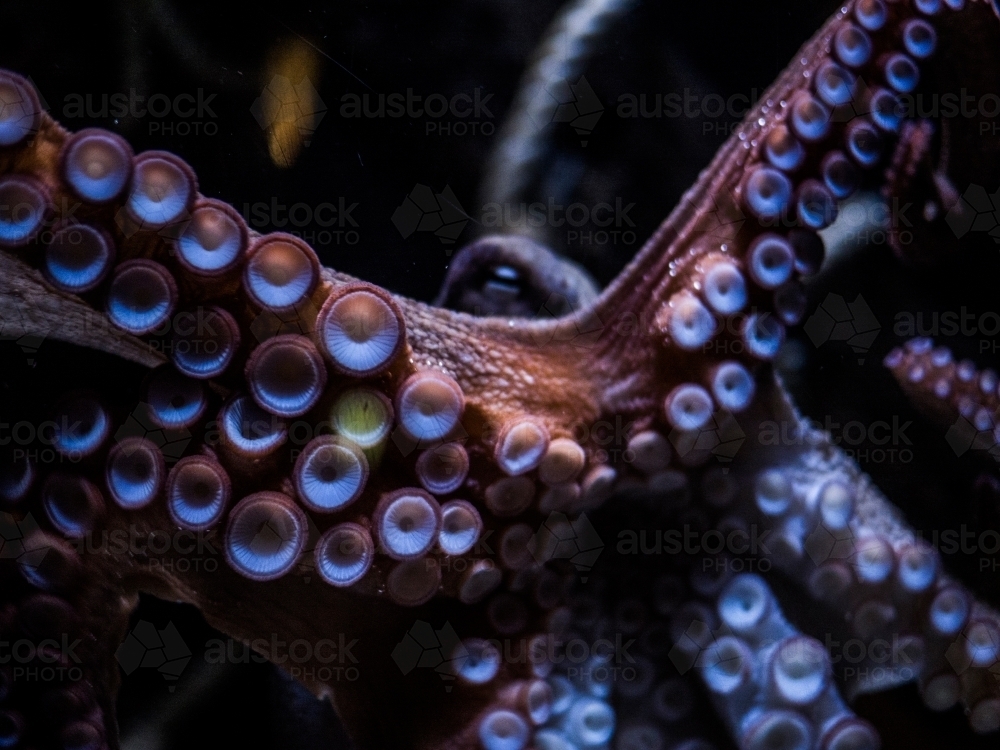 Octopus Close Up - Australian Stock Image