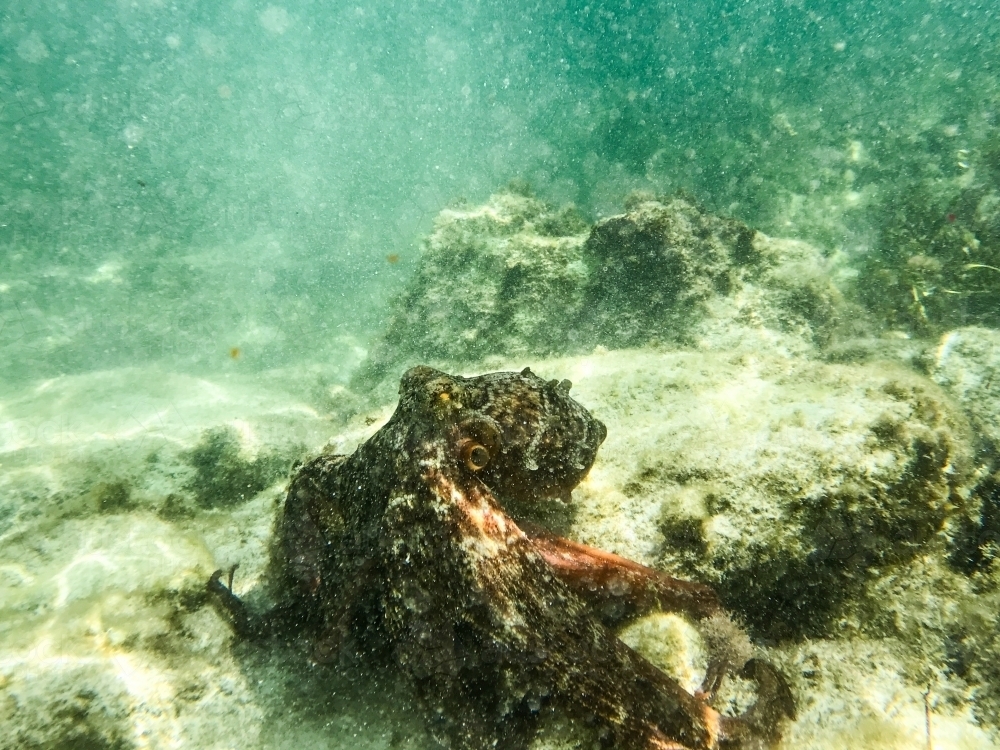 Octopus moving away from camera underwater in green toned ocean - Australian Stock Image