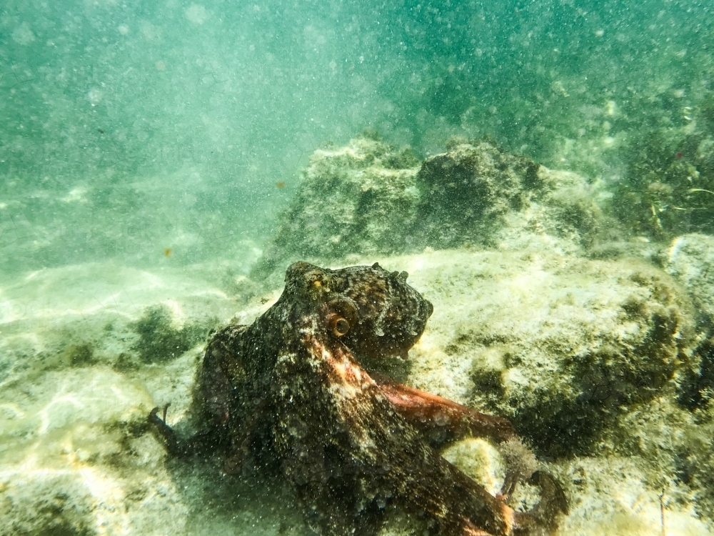 Octopus underwater with sunlight beams - Australian Stock Image